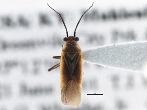  ( - CCDB-21312-A12)  @11 [ ] CreativeCommons - Attribution (2013) CBG Photography Group Centre for Biodiversity Genomics