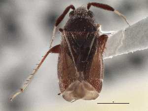  ( - CCDB-21312-H02)  @11 [ ] CreativeCommons - Attribution (2013) CBG Photography Group Centre for Biodiversity Genomics