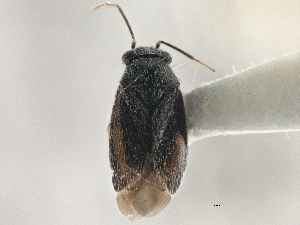  (Chlamydatus brevicornis - CCDB-21312-H06)  @14 [ ] CreativeCommons - Attribution (2013) CBG Photography Group Centre for Biodiversity Genomics