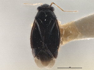  (Chlamydatus pallidicornis - CCDB-21312-H07)  @11 [ ] CreativeCommons - Attribution (2013) CBG Photography Group Centre for Biodiversity Genomics