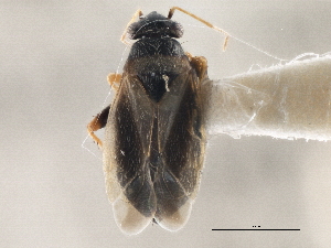  (Chlamydatus schuhi - CCDB-21313-A02)  @11 [ ] CreativeCommons - Attribution (2013) CBG Photography Group Centre for Biodiversity Genomics