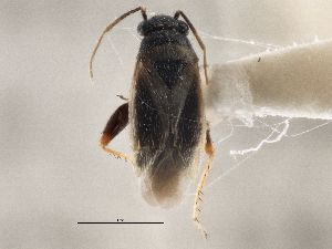  ( - CCDB-21313-A03)  @11 [ ] CreativeCommons - Attribution (2013) CBG Photography Group Centre for Biodiversity Genomics