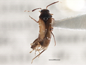  ( - CCDB-21314-C04)  @11 [ ] CreativeCommons - Attribution (2013) CBG Photography Group Centre for Biodiversity Genomics