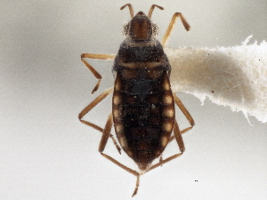  (Microvelia albonotata - CCDB-21314-E01)  @11 [ ] CreativeCommons - Attribution (2013) CBG Photography Group Centre for Biodiversity Genomics