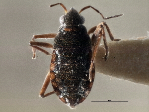  ( - CCDB-21314-E03)  @11 [ ] CreativeCommons - Attribution (2013) CBG Photography Group Centre for Biodiversity Genomics