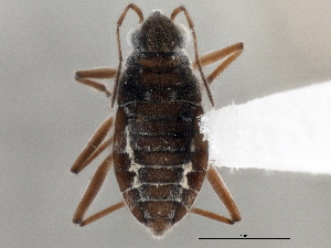  ( - CCDB-21314-E04)  @11 [ ] CreativeCommons - Attribution (2013) CBG Photography Group Centre for Biodiversity Genomics