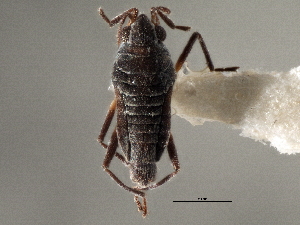  (Microvelia pulchella - CCDB-21314-E08)  @11 [ ] CreativeCommons - Attribution (2013) CBG Photography Group Centre for Biodiversity Genomics