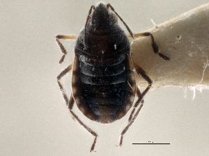  ( - CCDB-21314-E09)  @11 [ ] CreativeCommons - Attribution (2013) CBG Photography Group Centre for Biodiversity Genomics