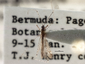  ( - CCDB-21314-F04)  @11 [ ] CreativeCommons - Attribution (2013) CBG Photography Group Centre for Biodiversity Genomics