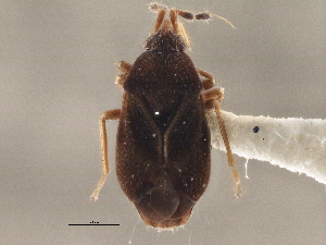  ( - CCDB-21314-G11)  @11 [ ] CreativeCommons - Attribution (2013) CBG Photography Group Centre for Biodiversity Genomics