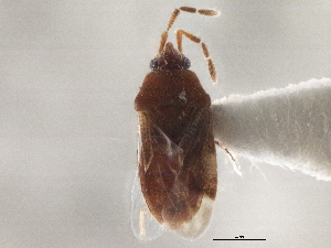  ( - CCDB-21314-G12)  @11 [ ] CreativeCommons - Attribution (2013) CBG Photography Group Centre for Biodiversity Genomics
