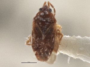  ( - CCDB-21314-H01)  @11 [ ] CreativeCommons - Attribution (2013) CBG Photography Group Centre for Biodiversity Genomics