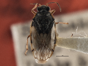  (Saldula opiparia - CCDB-21315-D03)  @11 [ ] CreativeCommons - Attribution (2013) CBG Photography Group Centre for Biodiversity Genomics