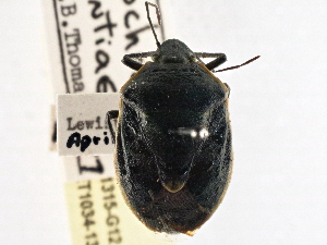  (Chlorochroa opuntiae - CCDB-21315-G12)  @11 [ ] CreativeCommons - Attribution (2013) CBG Photography Group Centre for Biodiversity Genomics