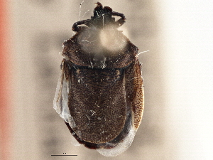  (Amaurochrous brevitylus - CCDB-21316-A09)  @11 [ ] CreativeCommons - Attribution (2013) CBG Photography Group Centre for Biodiversity Genomics