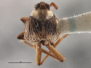  (Pissonotus aphidioides - CCDB-21317-F08)  @11 [ ] CreativeCommons - Attribution (2013) CBG Photography Group Centre for Biodiversity Genomics