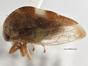  ( - CCDB-21318-G09)  @13 [ ] CreativeCommons - Attribution (2013) CBG Photography Group Centre for Biodiversity Genomics