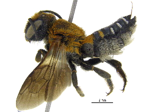  (Megachile umbripennis - 06744F10-THA)  @14 [ ] CreativeCommons - Attribution (2016) CBG Photography Group Centre for Biodiversity Genomics