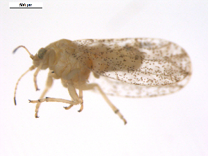  ( - 10BBSIO-0058)  @13 [ ] CreativeCommons - Attribution (2010) CBG Photography Group Centre for Biodiversity Genomics