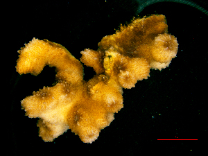  (Echinopora irregularis - SIRS-104)  @14 [ ] Copyright (2015) Yerushalmy M. IOLR