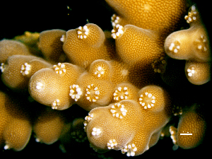  (Acropora - SIRS-148)  @14 [ ] Copyright (2015) Yerushalmy M. IOLR