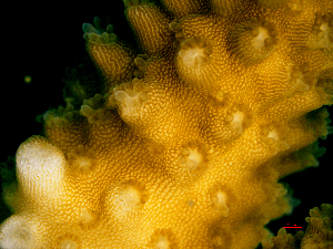  (Acropora humilis - SIRS-149)  @13 [ ] Copyright (2015) Yerushalmy M. IOLR