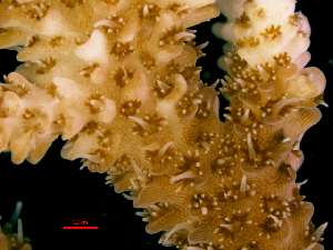  (Acropora valida - SIRS-021)  @13 [ ] Copyright (2015) Yerushalmy M. Tel Aviv University