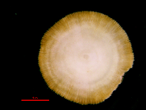  (Cycloseris fragilis - SIRS-050)  @13 [ ] Copyright (2015) Yerushalmy M. IOLR