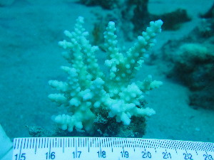  (Acropora squarrosa - SIRS-130)  @13 [ ] Copyright (2015) Yerushalmy M. IOLR