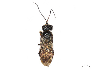  (Acantholyda crocina - CCDB-37882-H07)  @11 [ ] CreativeCommons - Attribution Share - Alike (2024) CBG Photography Group Centre for Biodiversity Genomics