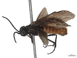  (Strongylogaster tibialis - CCDB-37892-F03)  @11 [ ] CreativeCommons - Attribution Share - Alike (2023) CBG Photography Group Centre for Biodiversity Genomics