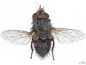  (Lespesia anonyma - CCDB-37876-F12)  @11 [ ] CreativeCommons - Attribution (2022) CBG Photography Group Centre for Biodiversity Genomics