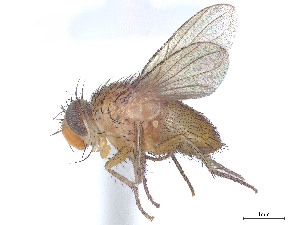  (Ceromya flava - CCDB-37878-B07)  @11 [ ] CreativeCommons - Attribution (2023) CBG Photography Group Centre for Biodiversity Genomics