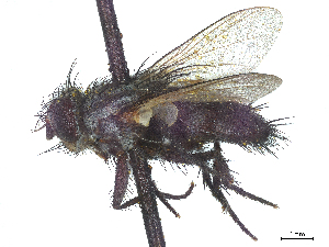  (Metaplagia occidentalis - CCDB-37879-D01)  @11 [ ] CreativeCommons - Attribution (2023) CBG Photography Group Centre for Biodiversity Genomics