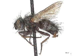  (Blepharomyia spinosa - CCDB-37879-E03)  @11 [ ] CreativeCommons - Attribution (2023) CBG Photography Group Centre for Biodiversity Genomics