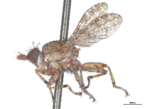  (Dictya ptyarion - CCDB-37879-G07)  @11 [ ] CreativeCommons - Attribution (2023) CBG Photography Group Centre for Biodiversity Genomics
