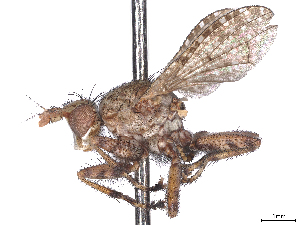  (Dictya incisa - CCDB-37880-G06)  @11 [ ] CreativeCommons - Attribution (2023) CBG Photography Group Centre for Biodiversity Genomics