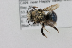  (Osmia tursula - CCDB-46465_F05)  @11 [ ] CreativeCommons - Attribution Share-Alike (2025) Unspecified Agriculture and Agri-Food Canada, St John's