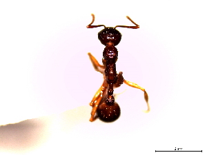  (Aphaenogaster japonica - SJU352)  @11 [ ] CreativeCommons - Attribution Share-Alike (2016) Unspecified Sang-ji University