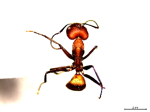  (Camponotus nicobarensis - SJU531)  @14 [ ] CreativeCommons - Attribution Share-Alike (2016) Unspecified Sang-ji University
