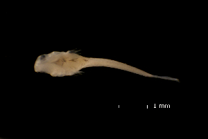  ( - CH790-C12)  @11 [ ] Creative Commons (2019) El Colegio de la Frontera Sur El Colegio de la Frontera Sur