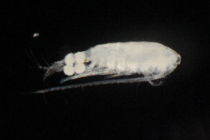  (Mastigodiaptomus nesus - CH758-G10)  @11 [ ] CreativeCommons - Attribution (2019) El Colegio de la Frontera Sur El Colegio de la Frontera Sur