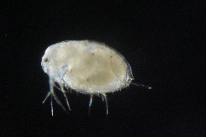  ( - CH764-C03)  @11 [ ] CreativeCommons - Attribution (2019) El Colegio de la Frontera Sur El Colegio de la Frontera Sur