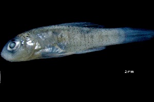  ( - CH765-G11)  @11 [ ] CreativeCommons - Attribution (2019) El Colegio de la Frontera Sur El Colegio de la Frontera Sur