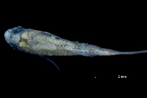  ( - CH765-G11)  @11 [ ] CreativeCommons - Attribution (2019) El Colegio de la Frontera Sur El Colegio de la Frontera Sur