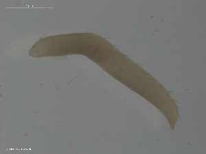  (Ophelina modesta - TB554)  @11 [ ] CreativeCommons - Attribution Non-Commercial Share-Alike (2012) NTNU Vitenskapsmuseet NTNU Museum of Natural History and Archaeology