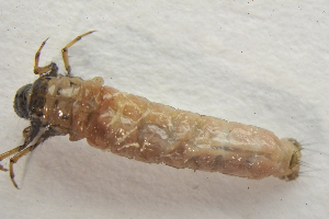  (Chaetopteryx villosa x fusca - IBSAS-TA5180)  @11 [ ] CreativeCommons  Attribution Non-Commercial Share-Alike (2022) Unspecified Slovak Academy of Sciences, Plant Science and Biodiversity Centre