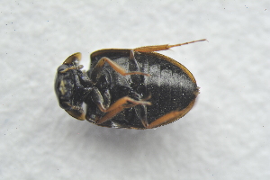  ( - IBSAS-TA3483)  @11 [ ] CreativeCommons  Attribution Non-Commercial Share-Alike (2018) Unspecified Slovak Academy of Sciences, Plant Science and Biodiversity Centre
