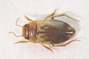  ( - IBSAS-TA3485)  @12 [ ] CreativeCommons  Attribution Non-Commercial Share-Alike (2018) Unspecified Slovak Academy of Sciences, Plant Science and Biodiversity Centre