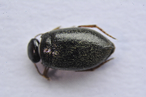  ( - IBSAS-TA3886)  @11 [ ] CreativeCommons  Attribution Non-Commercial Share-Alike (2018) Unspecified Slovak Academy of Sciences, Plant Science and Biodiversity Centre